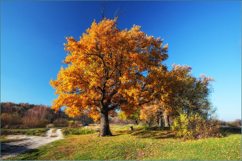 Ano ang hitsura ng oak noong taglagas