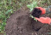 bjørnebærplanting