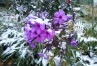 Phlox zorg in de herfst