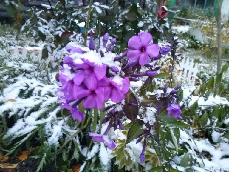 Phlox omsorg om høsten