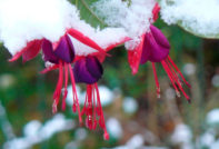 Fuchsia om vinteren