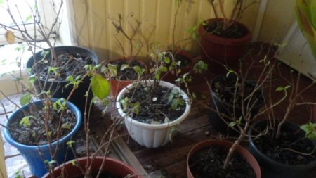 Fuchsia in het appartement