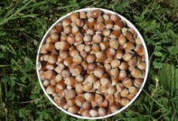 Paano magtanim ng mga hazelnuts sa taglagas