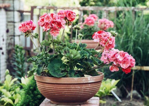 herfstverzorging voor geraniums