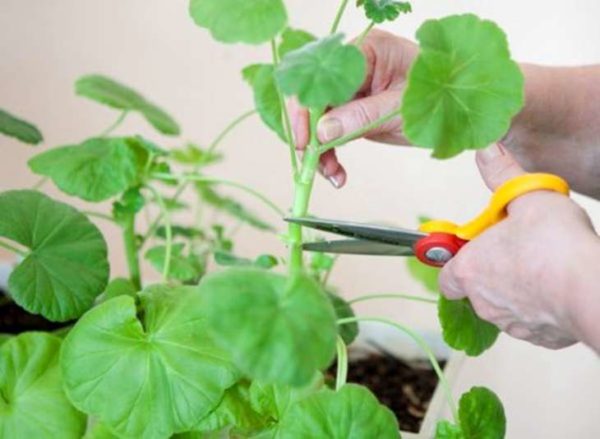 høst geranium beskjæring