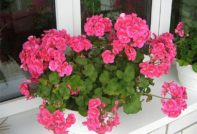 hoe geraniums in de herfst te snijden