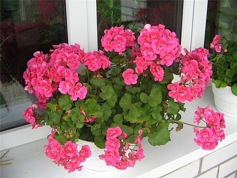 hoe geraniums in de herfst te snijden