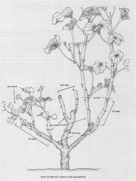 pruning ng geranium