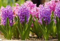 plant hyacinths sa taglagas