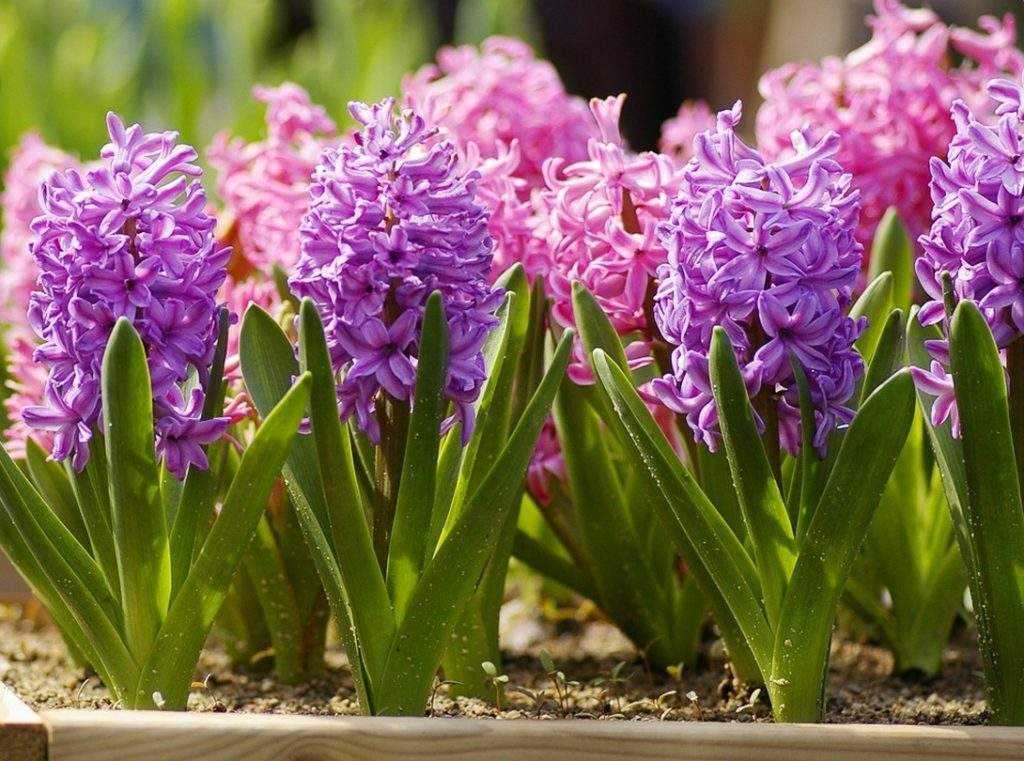 plant hyacinths sa taglagas