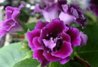 gloxinia zorg in de herfst