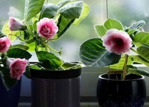 gloxinia