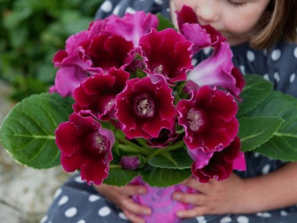 vinter gloxinia