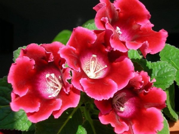 gloxinia in de herfst en winter