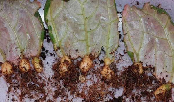 gloxinia tubers