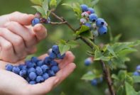 upang masakop ang mga blueberry para sa taglamig