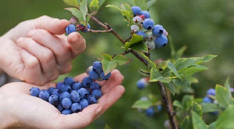 upang masakop ang mga blueberry para sa taglamig