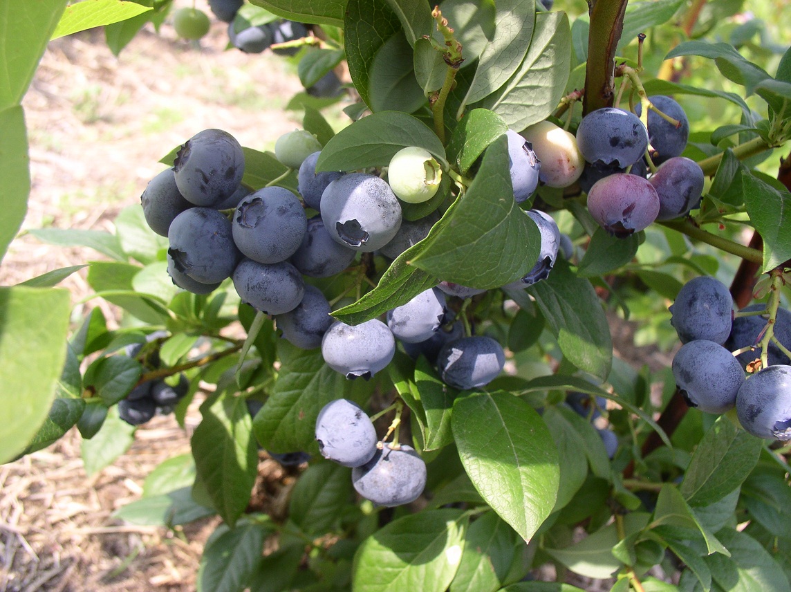 Blueberry hardin