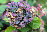 Paano palaganapin ang hydrangea sa taglagas