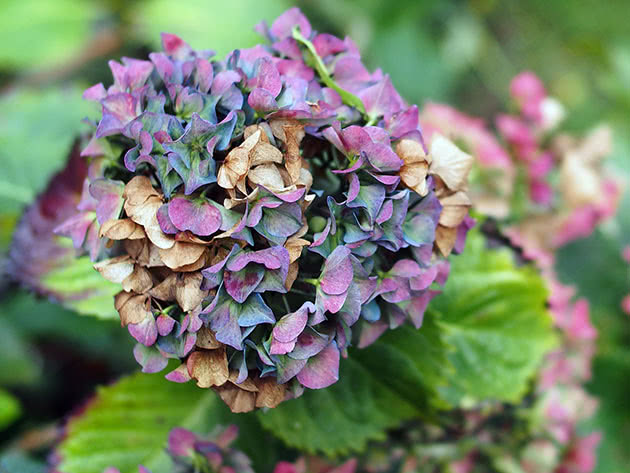 Hoe hortensia in de herfst te verspreiden