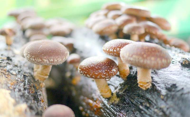 De gunstige eigenschappen van shiitake