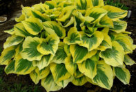 Hosta: cure anticaduta