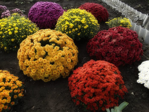 Spherical chrysanthemum