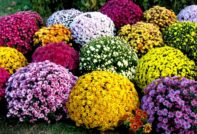 Spherical chrysanthemum