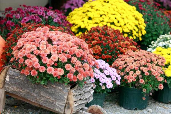 Sferische chrysant