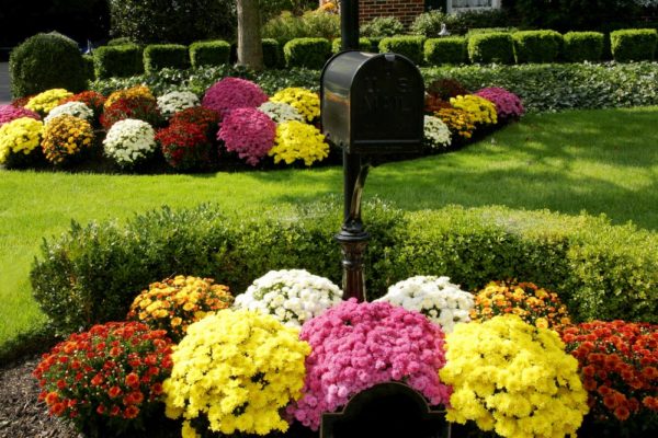 Spherical chrysanthemum