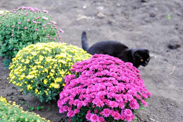 Spherical chrysanthemum