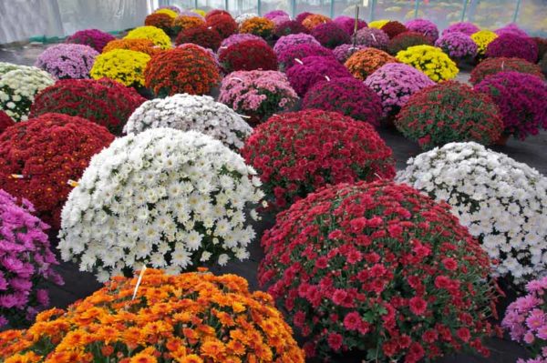 Spherical chrysanthemum