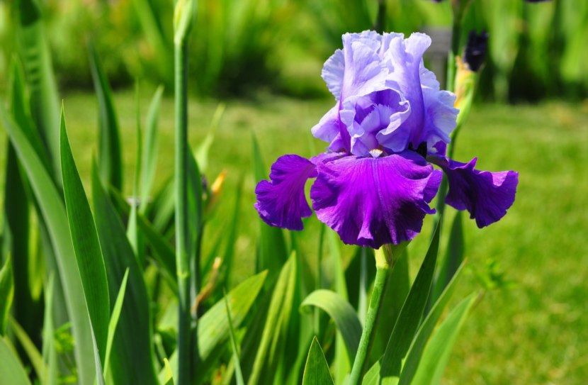 pag-aalaga sa irises sa taglagas