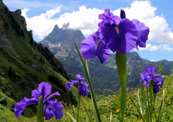 vinter iris omsorg