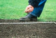 how to sow grass