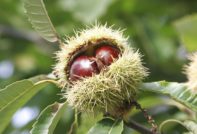 Paano palaguin ang kastanyas mula sa walnut sa taglagas