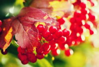 Viburnum in de herfst