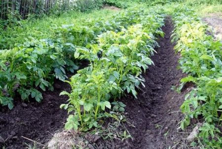 Meststoffen voor de val van aardappelbedden