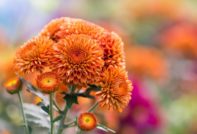 Reproductie van chrysant in de herfst