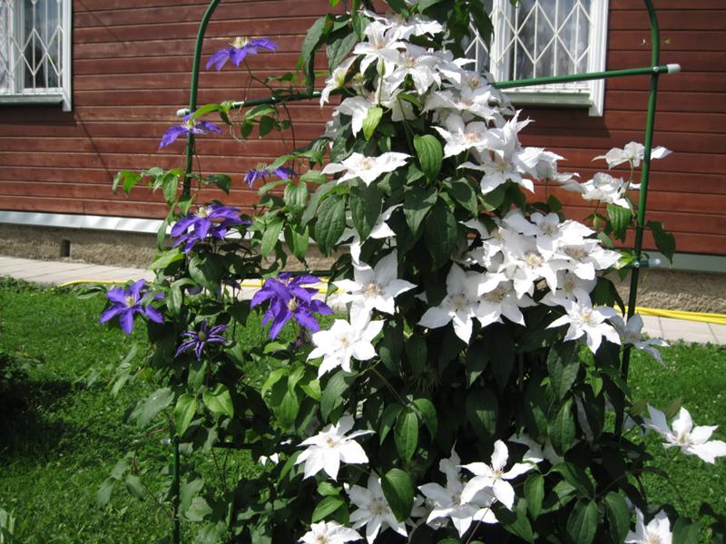 Clematis vermeerdering door stekken in de herfst