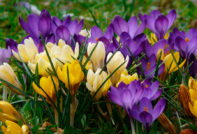 crocus zorg in de herfst