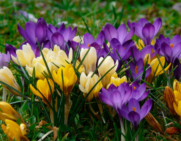 crocus zorg in de herfst