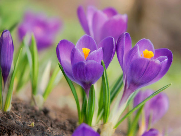 crocus sa taglagas