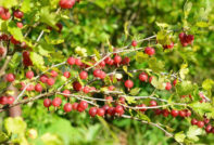 Pangangalaga ng Gooseberry sa Autumn