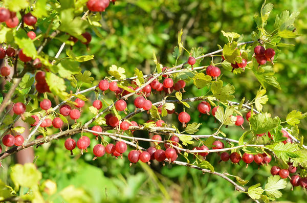 Pangangalaga ng Gooseberry sa Autumn