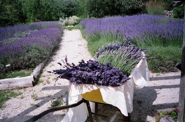 Pangangalaga sa lavender