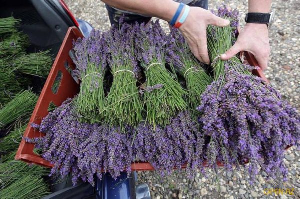 beskjære lavendel