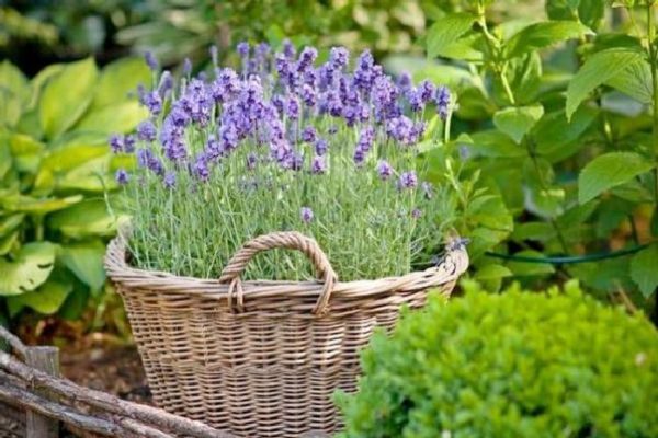 tuktok na sarsa ng lavender