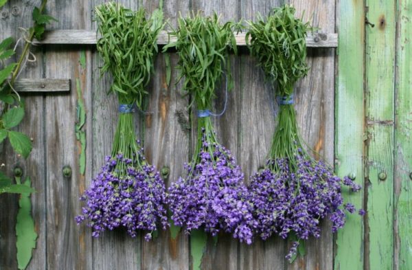 groeiende lavendel