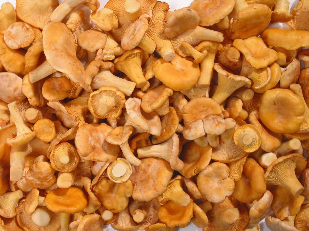 Mga sariwang chanterelles